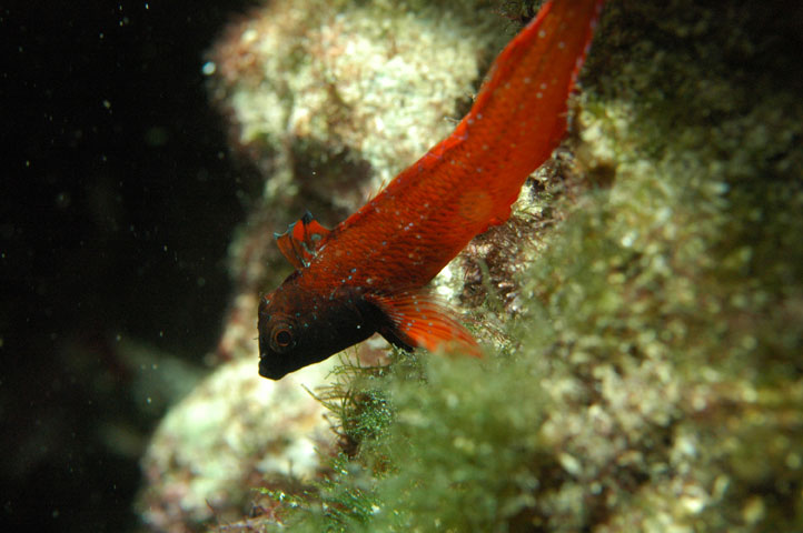 Tripterygion tripteronotus